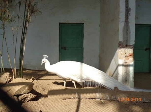 Nainital Zoo