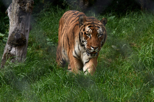 Nainital Zoo